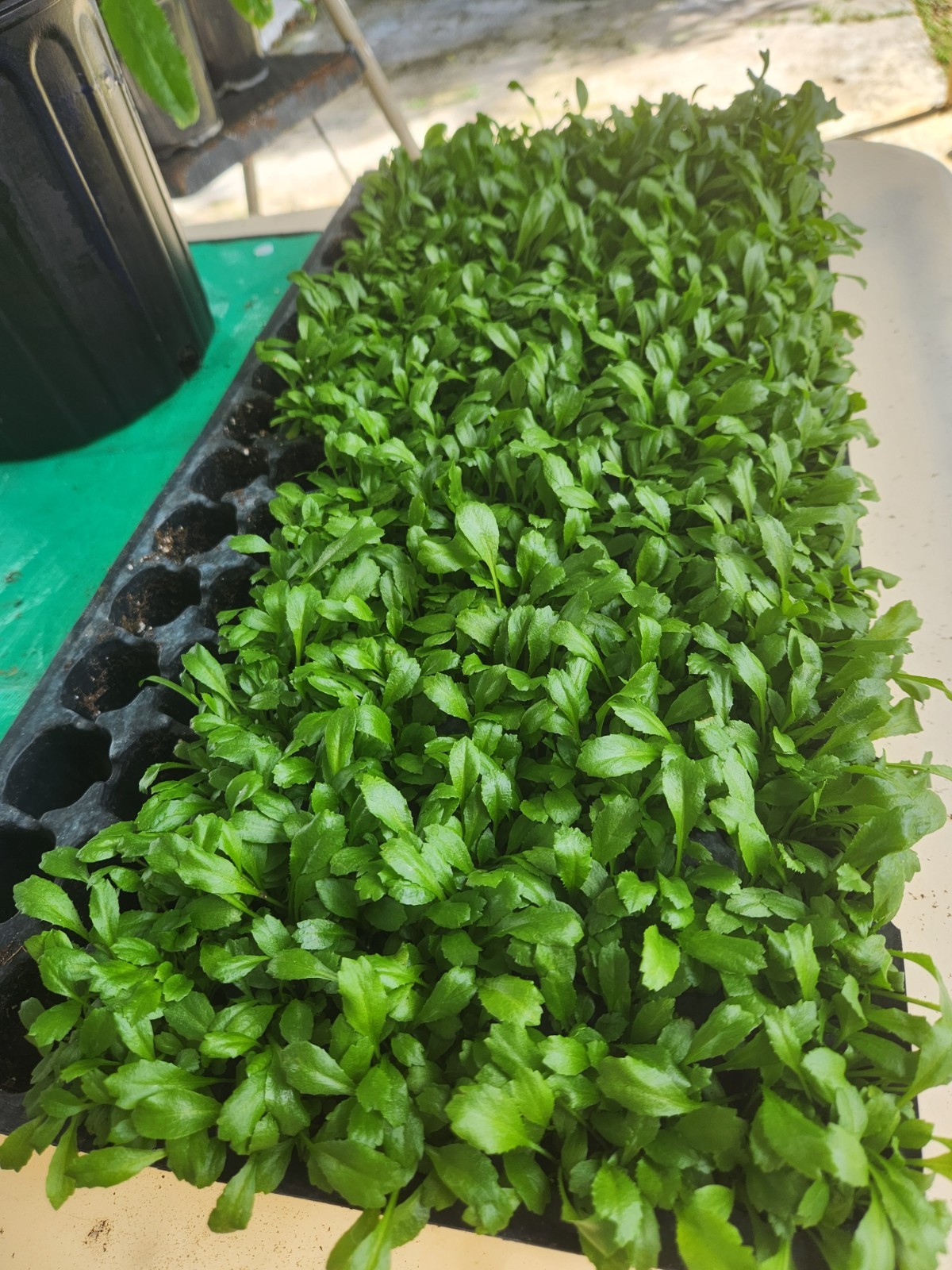 200+ Seeds, Recao de Puerto Rico, Culantro, ngo-gai, long coriander, Organic