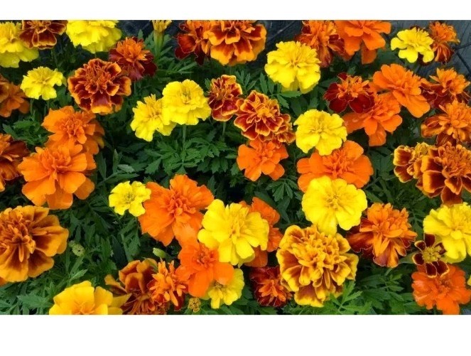 20 +French Marigold Sparky Mix, Beautiful Colors, Garden Pest Deterrent Usa