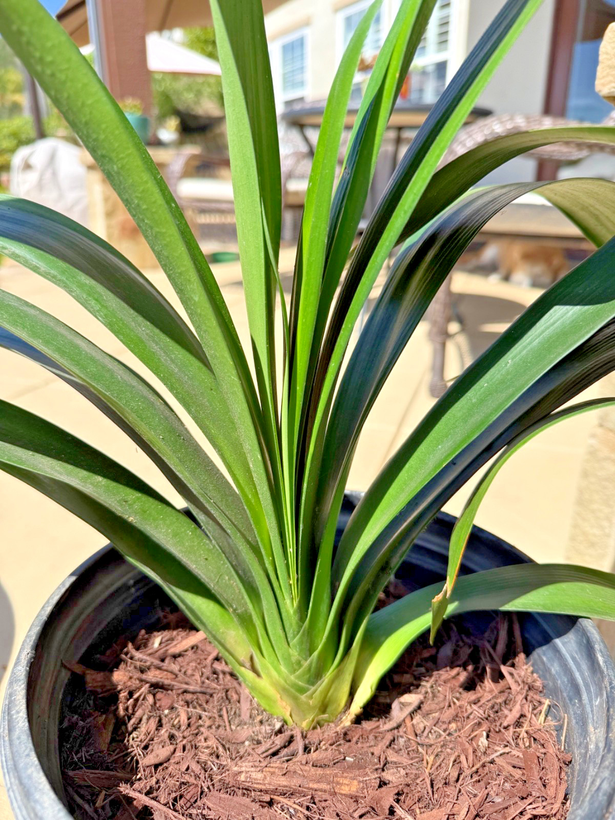 1 Large, Mature Clivia Miniata Plant, Bush Lily, Orange Flowers, 14 Leaves
