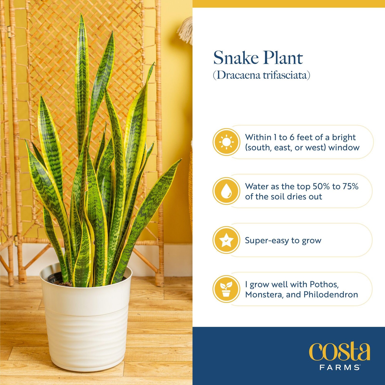 Costa Farms Snake Plant, Mother-in-Law’s Tongue Live, Potted, 2ft Tall