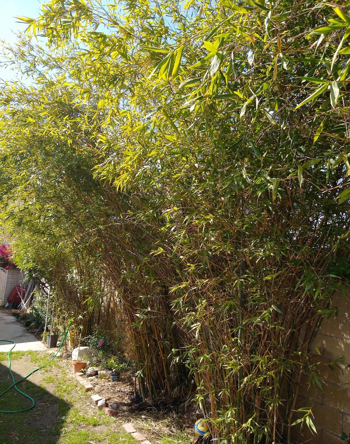 Bambusa Ventricosa*5-7 Gal. Clumping Bamboo*Non-Invasive*Privacy*Growing Season!