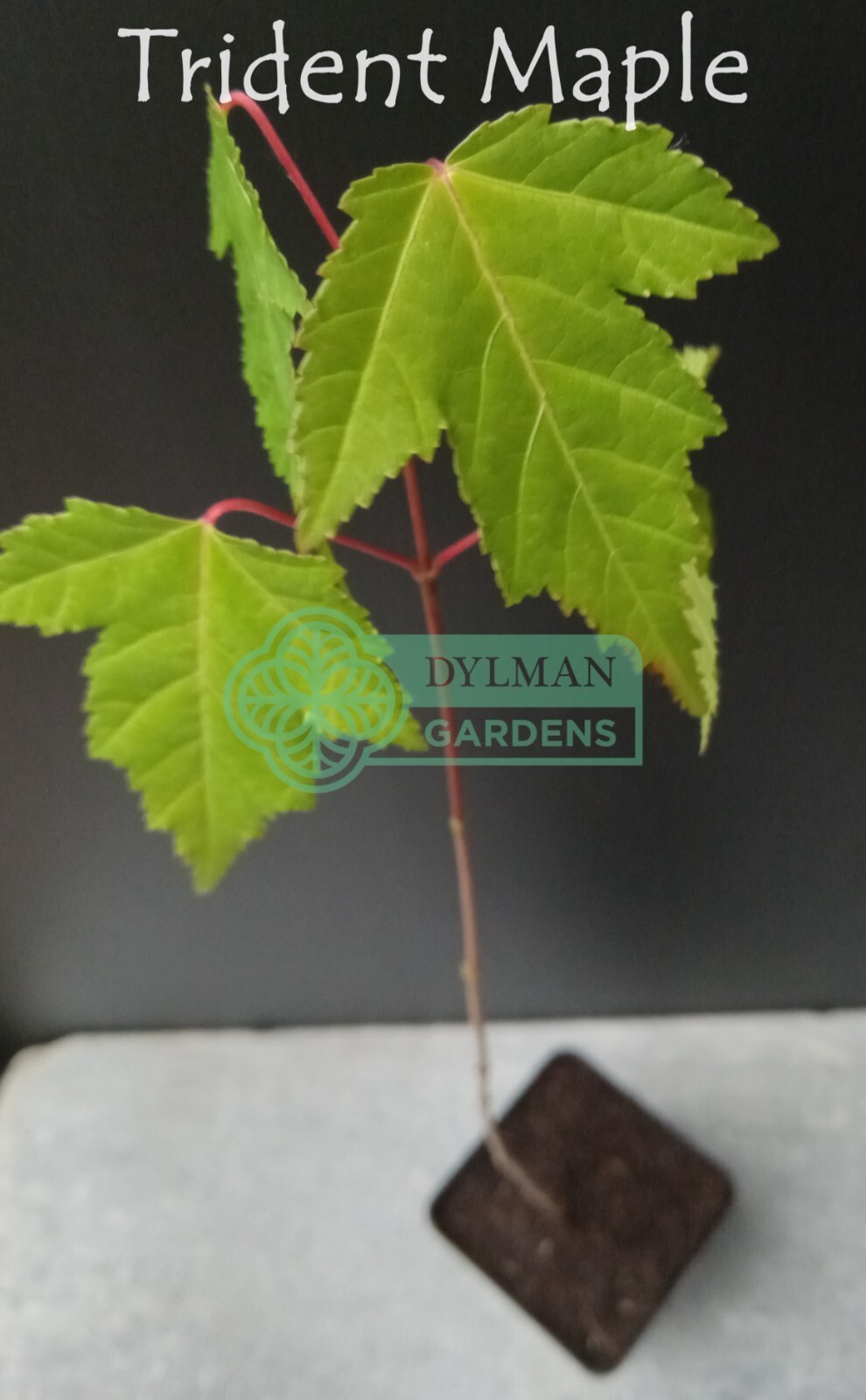 Trident Maple Tree (Acer buergerianum) – Bonsai – Live Plant – Multiple Sizes