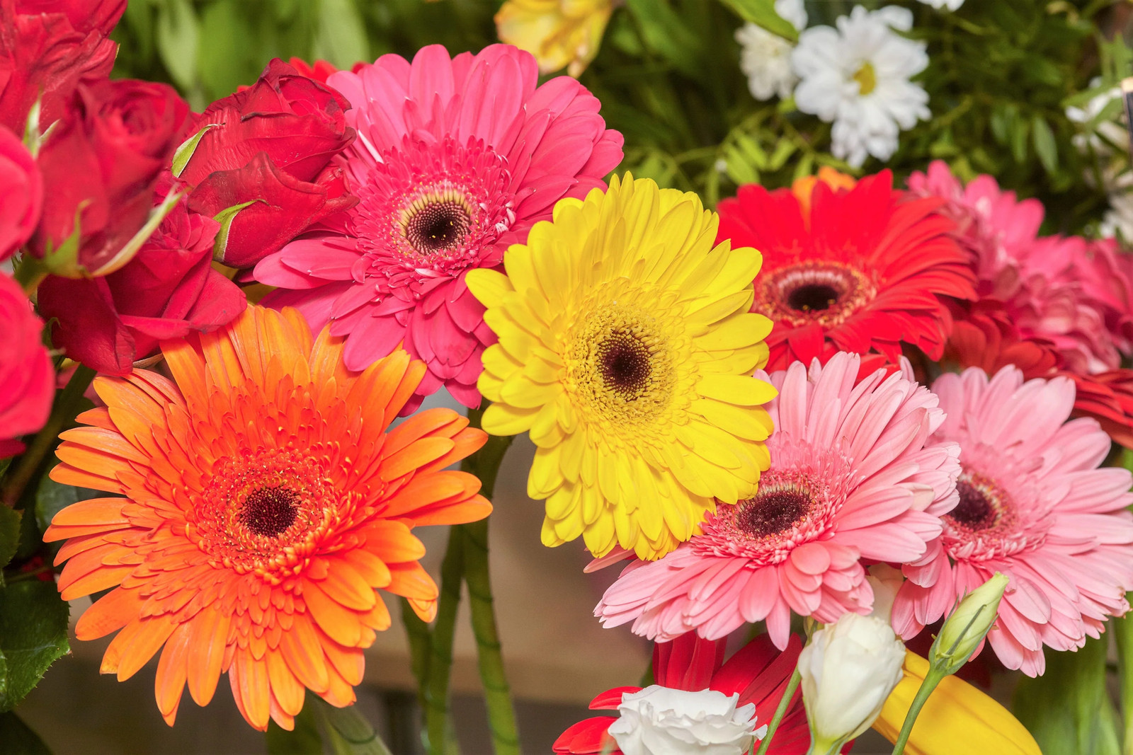 20 GERBER DAISY Mixed Colors Gerbera Jamesonii Barberton African Flower Seeds