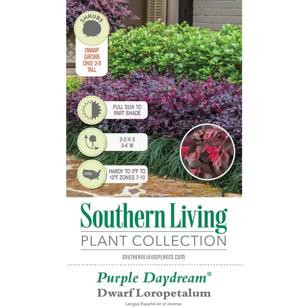 Purple Loropetalum Shrub Evergreen Flowering Bush 2.5 Qt Dwarf Pink Blooms