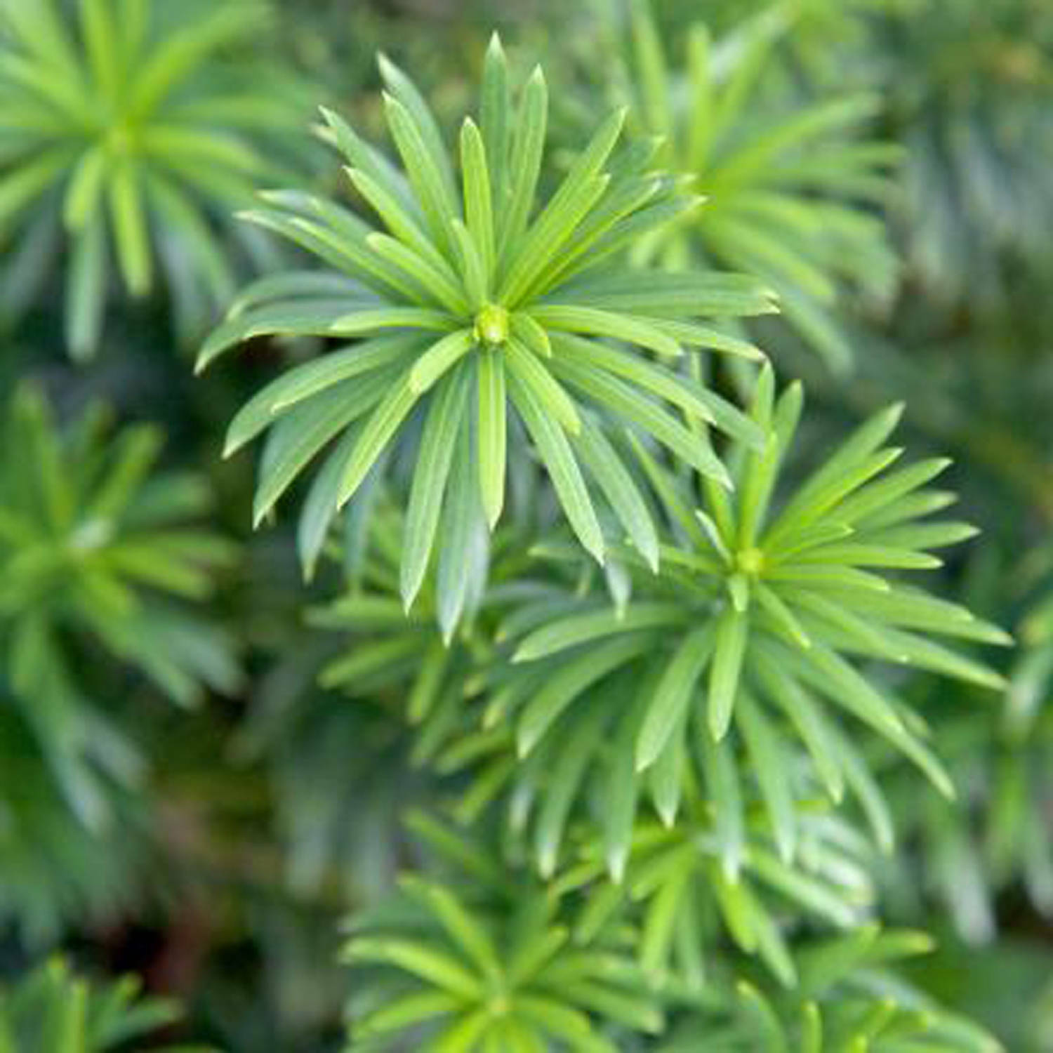 YEW DARK GREEN SPREADER CUTTINGS NOT ROOTED SET OF 12+