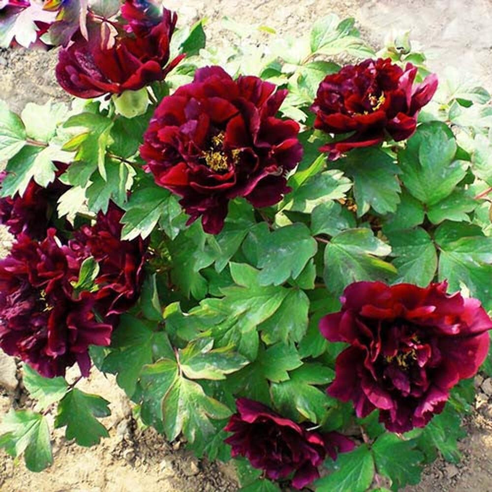 Hatsugarasu Japanese large flower tree peony Preorder for fall 2026