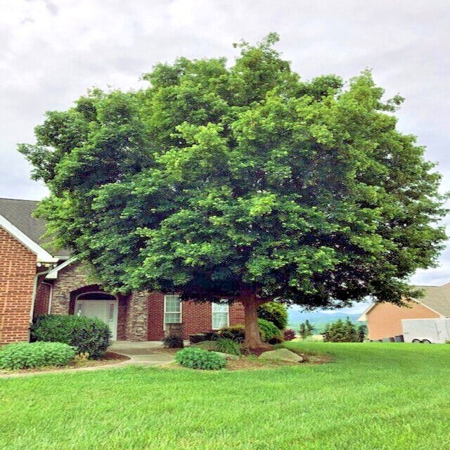 TRIDENT MAPLE TREE SEEDS (Acer buergerianum) Hardy Fall Colors Bonsai Plant