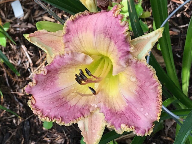 DAYLILY Seeds Mixed Hybrid Hardy