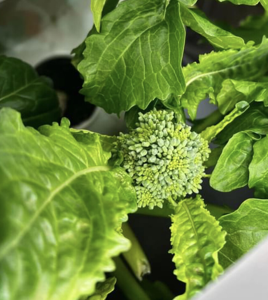 Early Fall Rapini Broccoli Seeds | Heirloom Vegetables | Organic | Wholesale