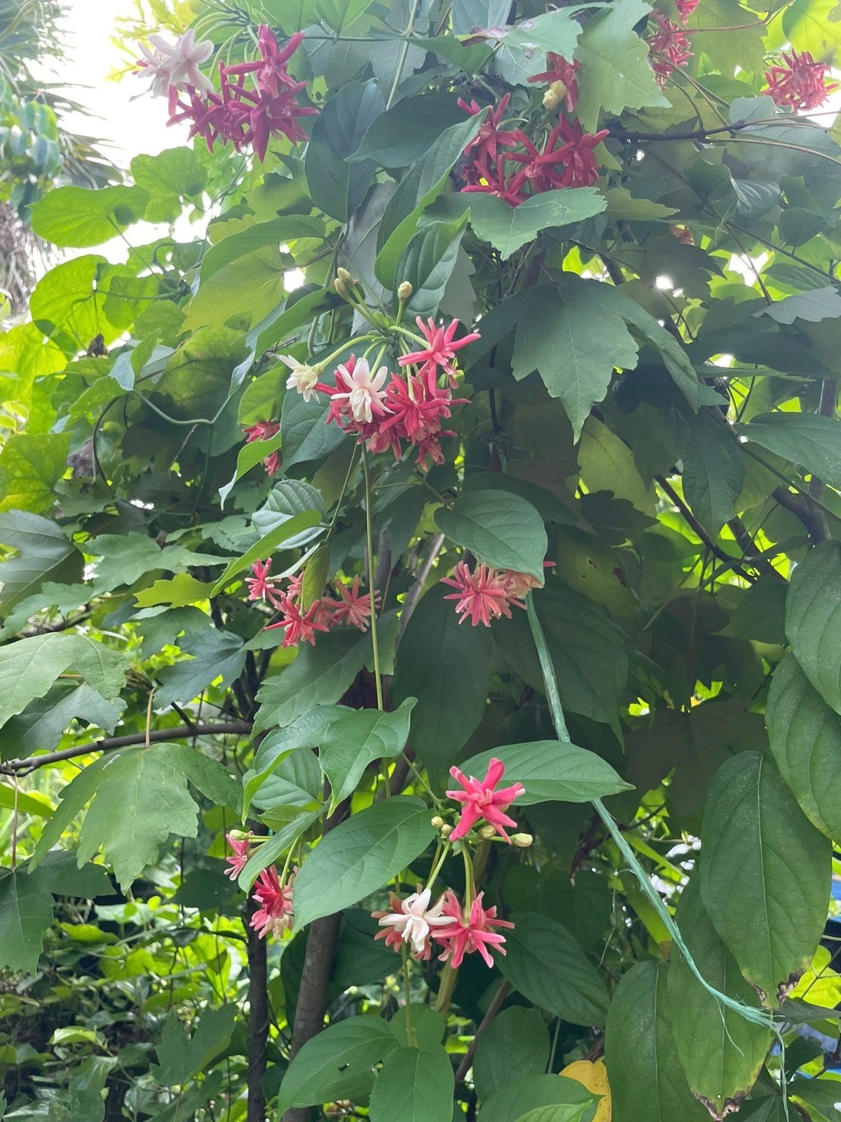 Combretum indicum Rangoon Creeper Double Flowers Chinese Honeysuckle