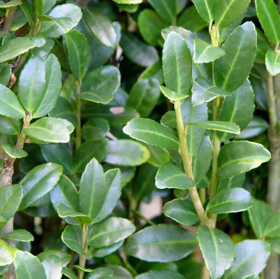 Sky Pencil Holly Live Plant – Ilex Crenata Sky Pencil – 6-12″ Tall – Zones 5-9