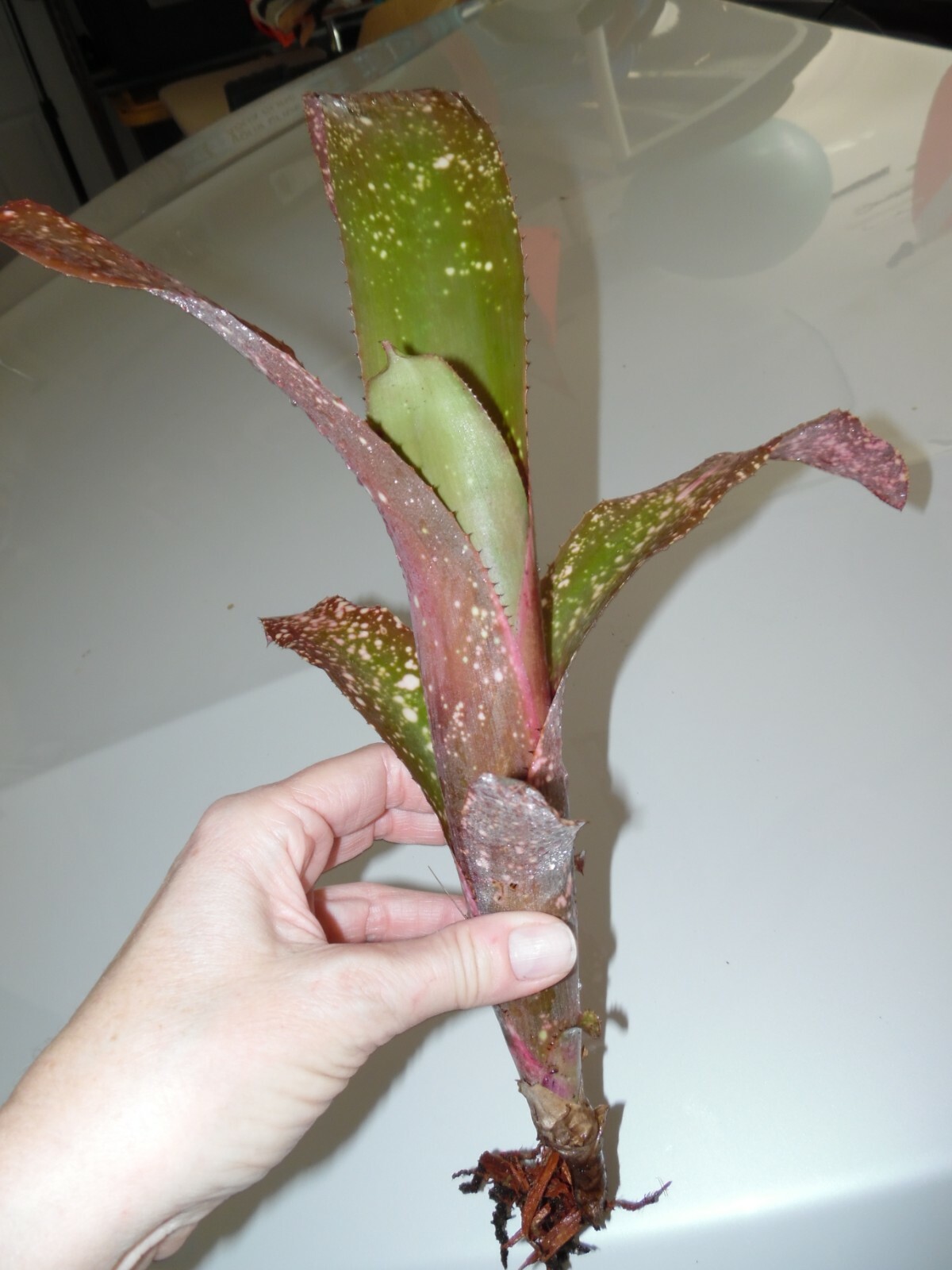 Billbergia PINK CHAMPAGNE Bromeliad one tropical plant ***SALE***