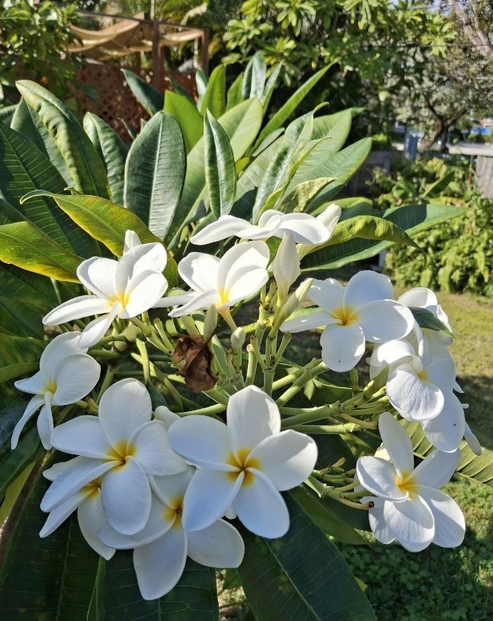 Hawaiian WHITE Plumeria 10″ Top Cut ROOTED Frangipani