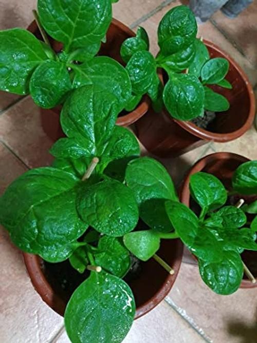 Seeds – Malabar Spinach Seeds – Non-GMO Seeds with Easy to Big Round Leaf