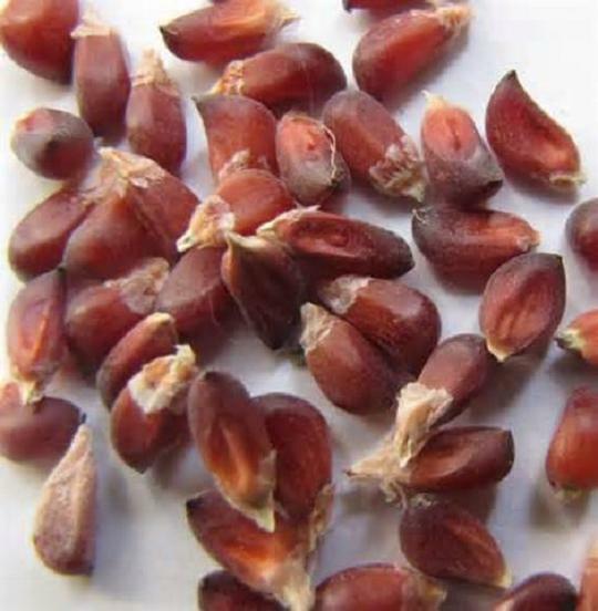 30 RED STRAWBERRY POPCORN SEEDS,Heirloom & NON-GMO Always Fresh Garden Seeds