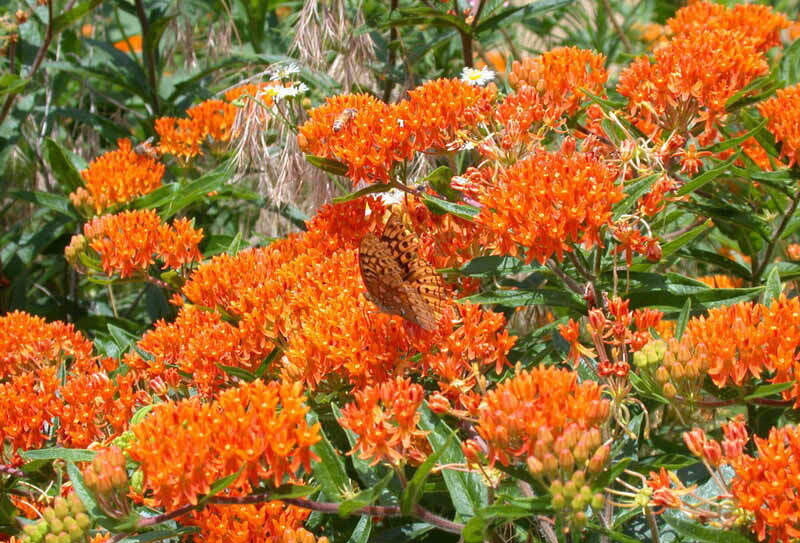 Butterfly Milkweed Seeds Asclepias tuberosa, FREE SHIPPING