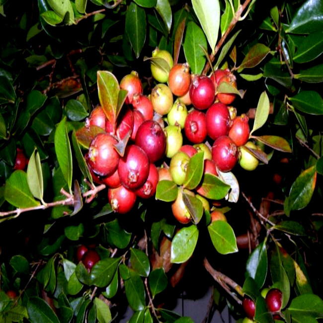 20 Strawberry Guava Tree Seeds (Psidium cattleianum) Edible Garden Fruit Plant