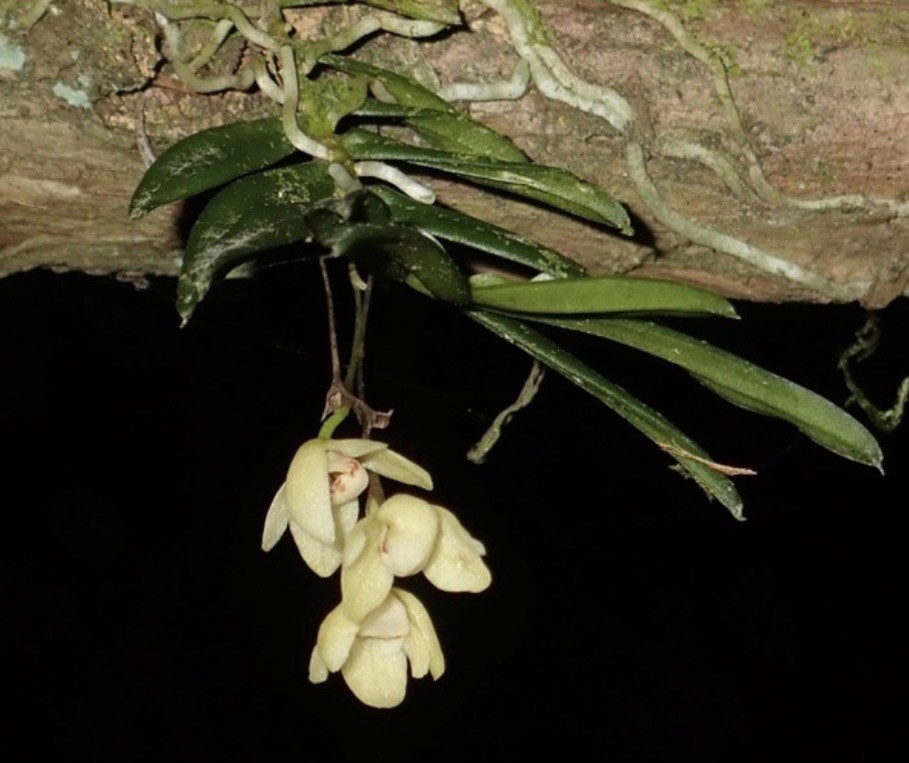 Thrixspermum japonicum In Spike Miniature Orchid Species Vanda