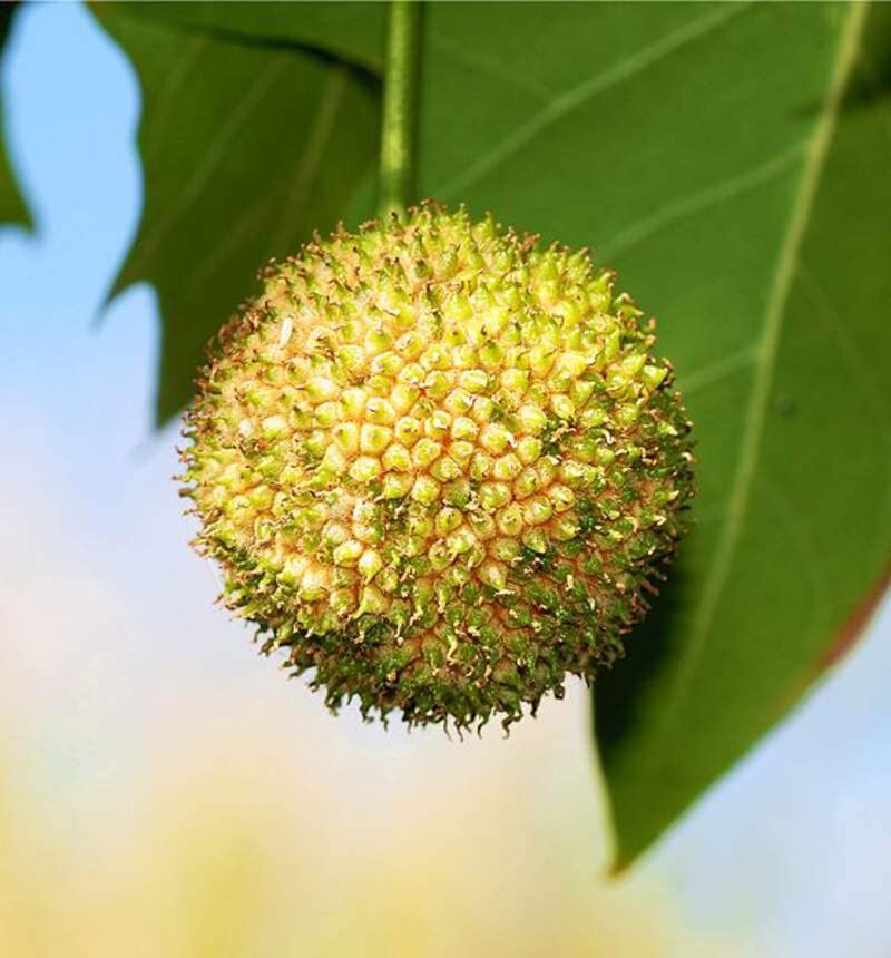 50 London Plane Tree Seeds – Platanus acerifolia – Exotic Bark Peels for Color