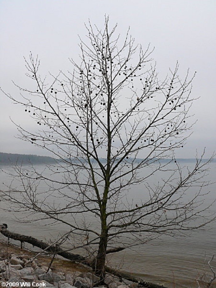 15-20” tall American Sycamore Tree – Platanus occidentalis 1 year old tree