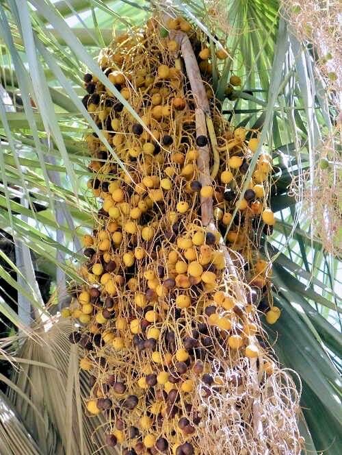 Mexican Blue Hesper Palm Tree Seeds ~ Brahea Armata ~ Mexican Blue Palm Tree ~