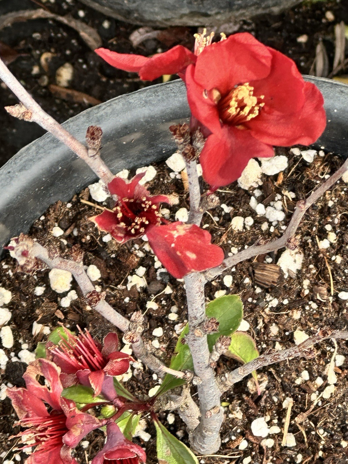 Chaenomeles Texas Scarlet Red Quince 1 G. Live 6-8” Flower Plant Bush Bonsai