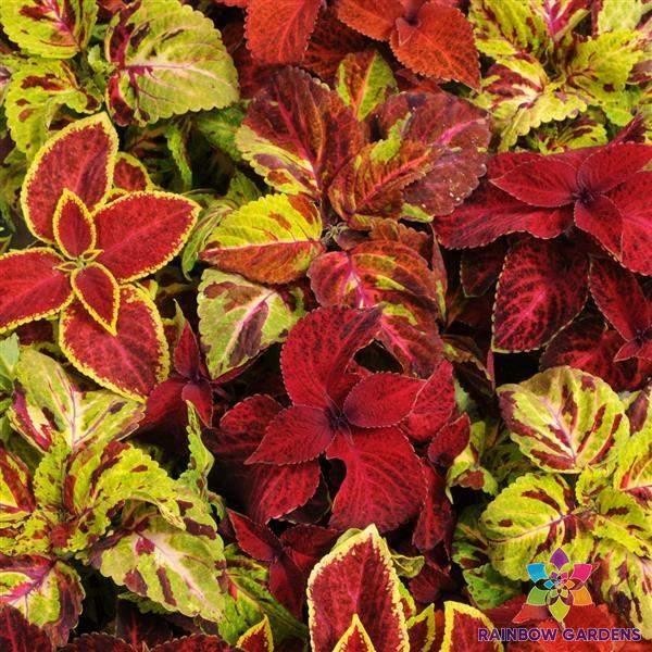 25+ Wizard Select Mixture Coleus Seeds for Garden – USA – FREE SHIPPING!