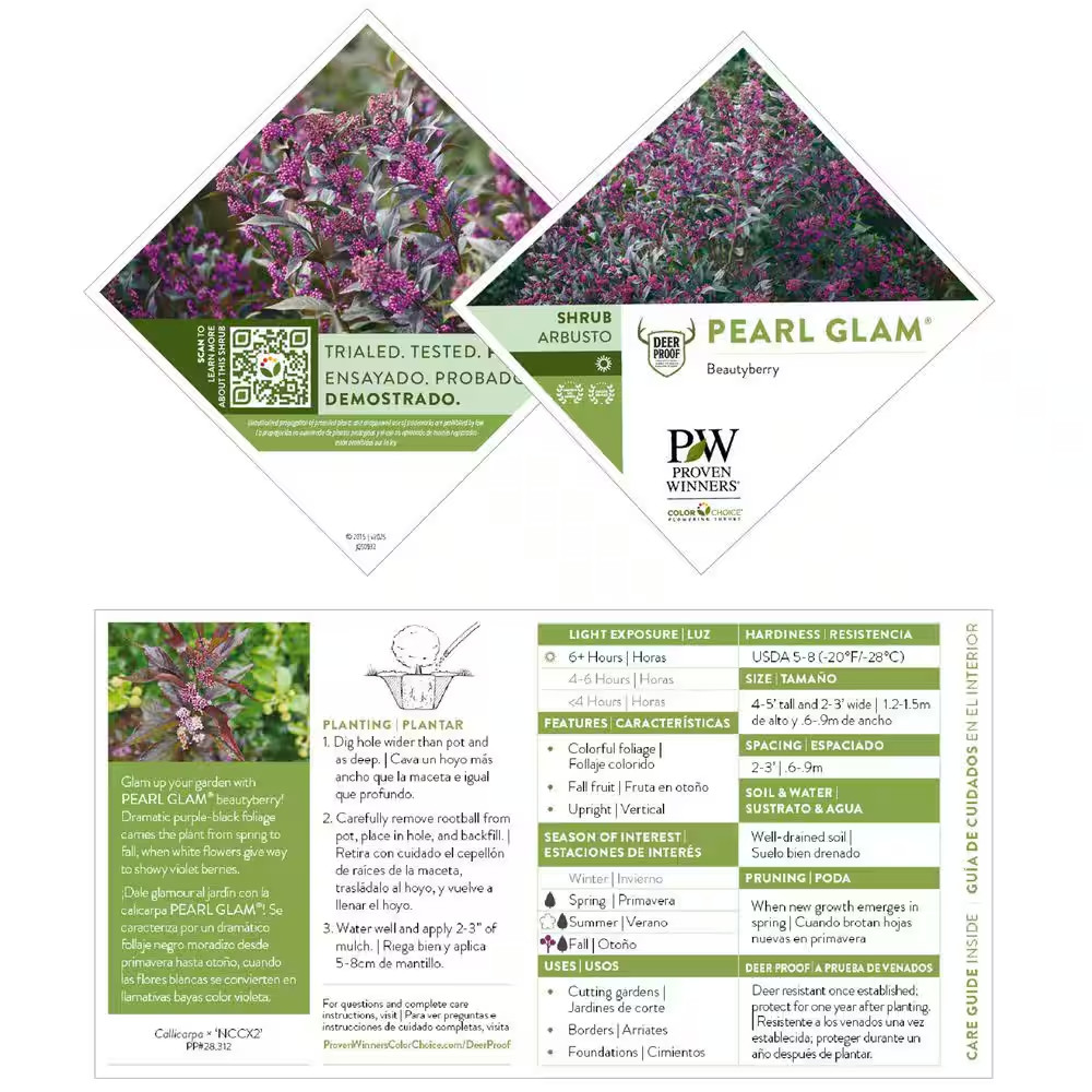 4.5 In. Qt. Pearl Glam Beautyberry Bush (Callicarpa) Live Shrub, Dark Purple Fol