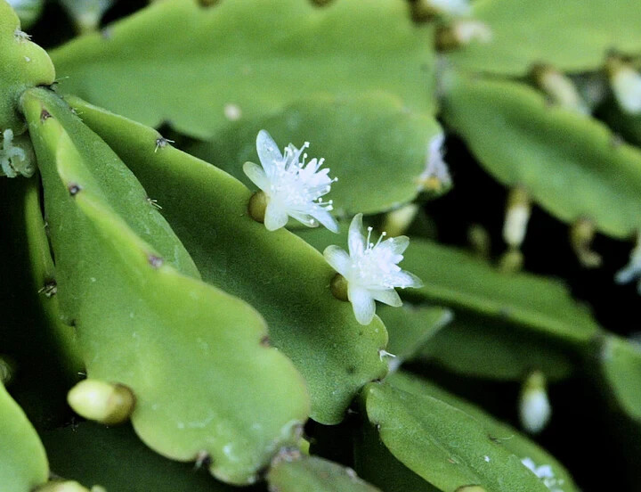 Rhipsalis agudoensis -Orchid Cactus-5 cuttings/4 inches each. Full Sun.