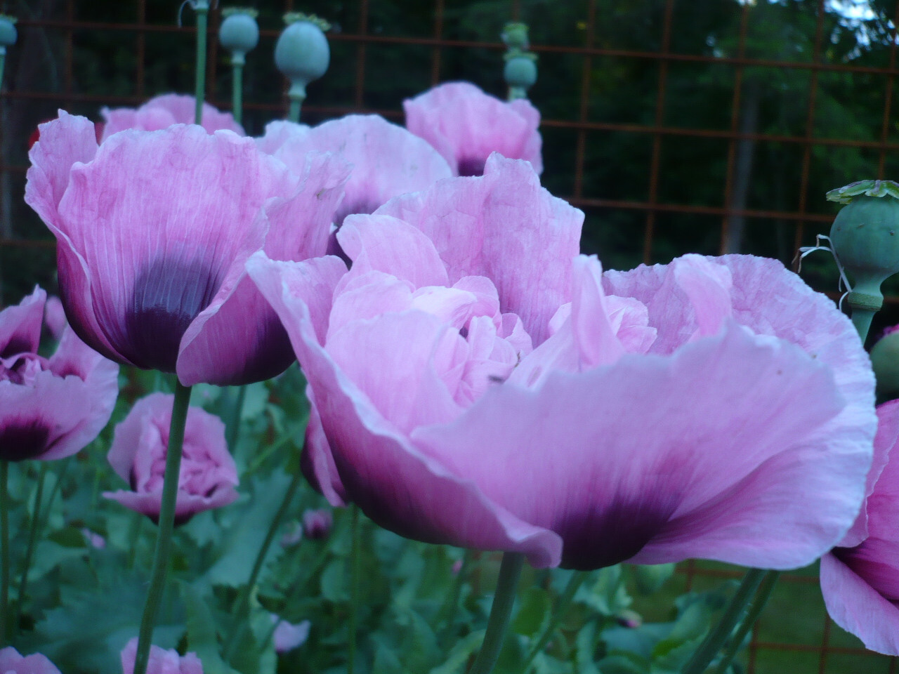 Tazzy Purple Poppy Som Seeds 2000+ *Shelley aka PoppyQueen👑