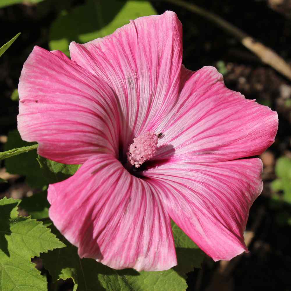 ROSE MALLOW ‘Hibiscus moscheutos’ LIVE PLANT 20+ INCHES