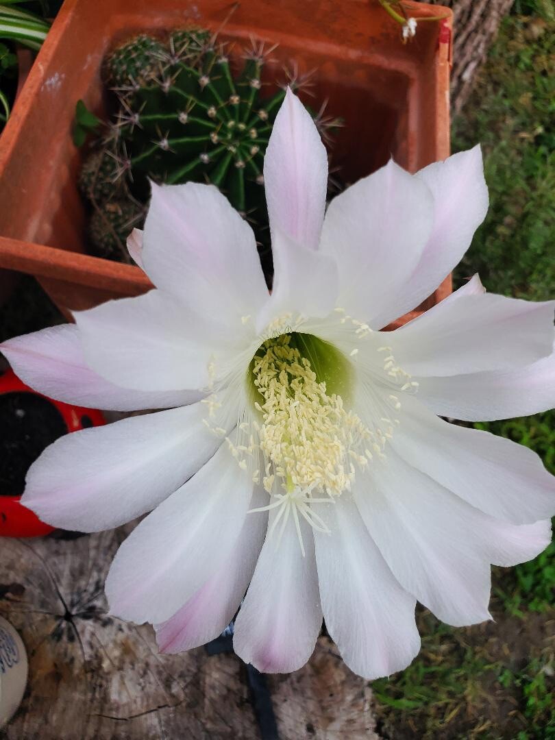 WHITE w/PINK Hedgehog Easter Lily Echinopsis Tubiflora Cactus – 1 Count