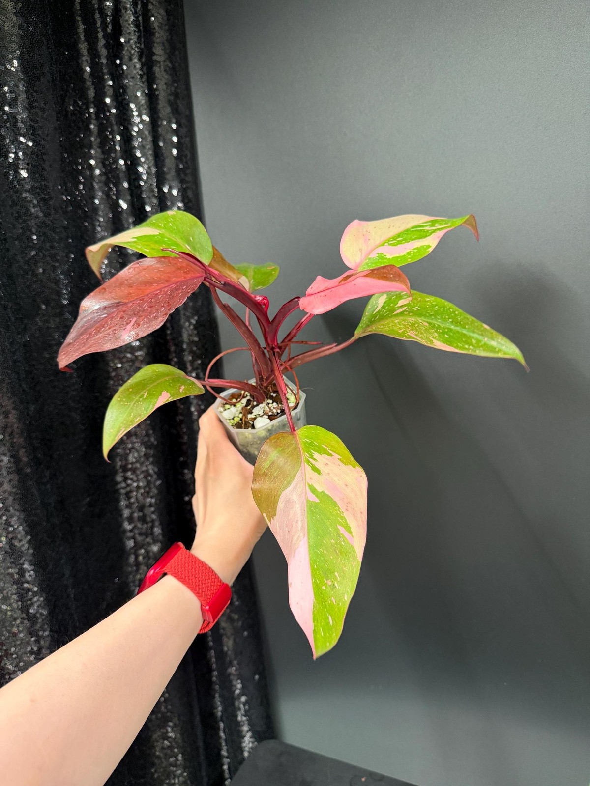 Philodendron Persimmon Princess Variegated, Exact Plant, US Seller