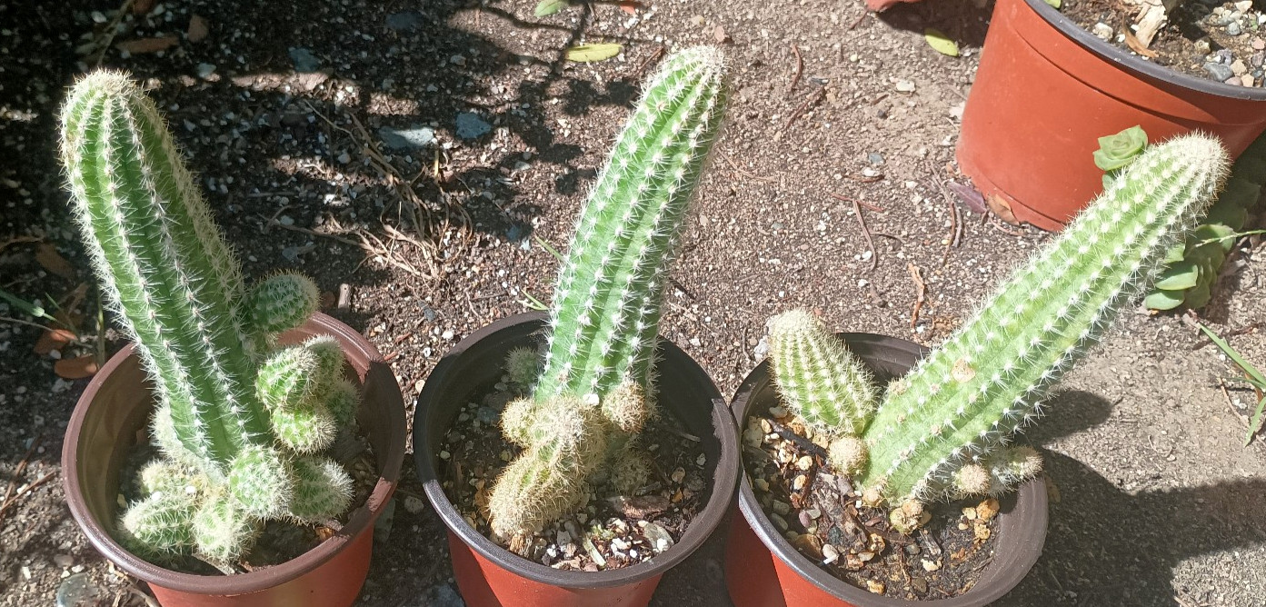Chamaecereus hybrid ‘Peanut Cactus’ ~6″+ FAT Mixed Flower Yearlings