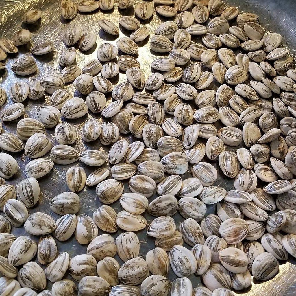 25 Giant Titan Sunflower Seeds Huge 24 inch Heads Big Fat Seeds