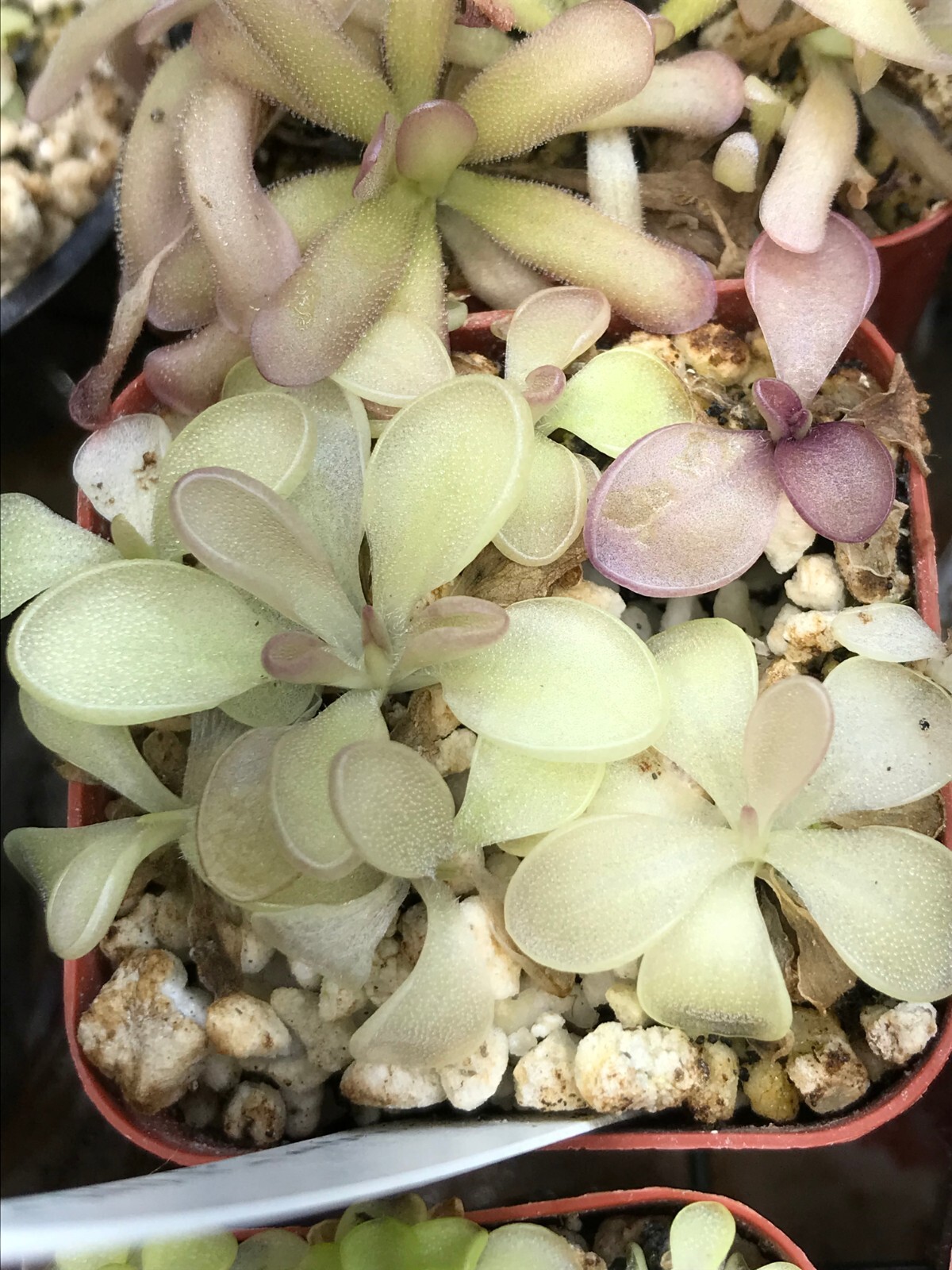 Pinguicula sp. Tonala “ANPA A” x laueana SG, Carnivorous Butterwort Plant