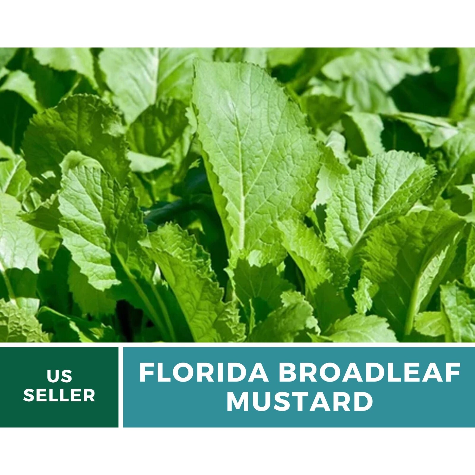 Mustard, Florida Broadleaf – 250 Seeds – Heirloom Greens – Open Pollinated – Non