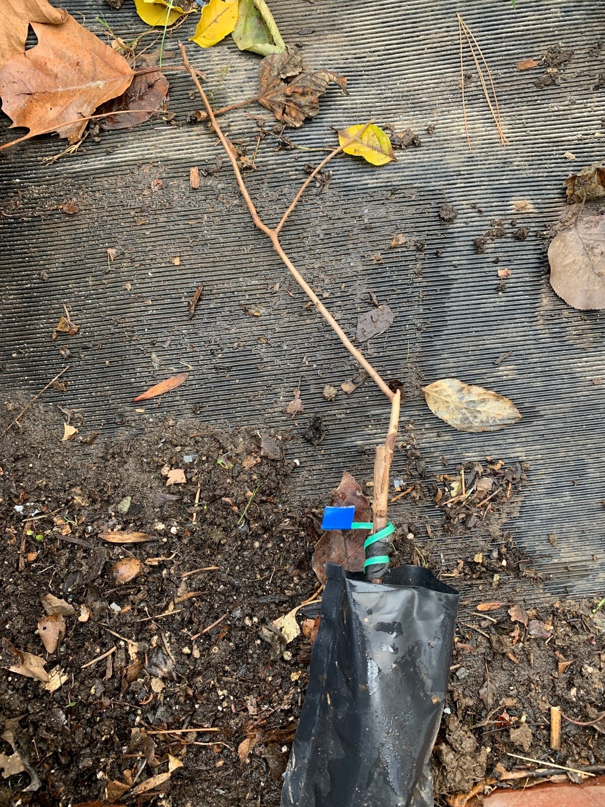 Persimmon ‘Meader’ (Diospyros virginiana) 1 year old grafted plant