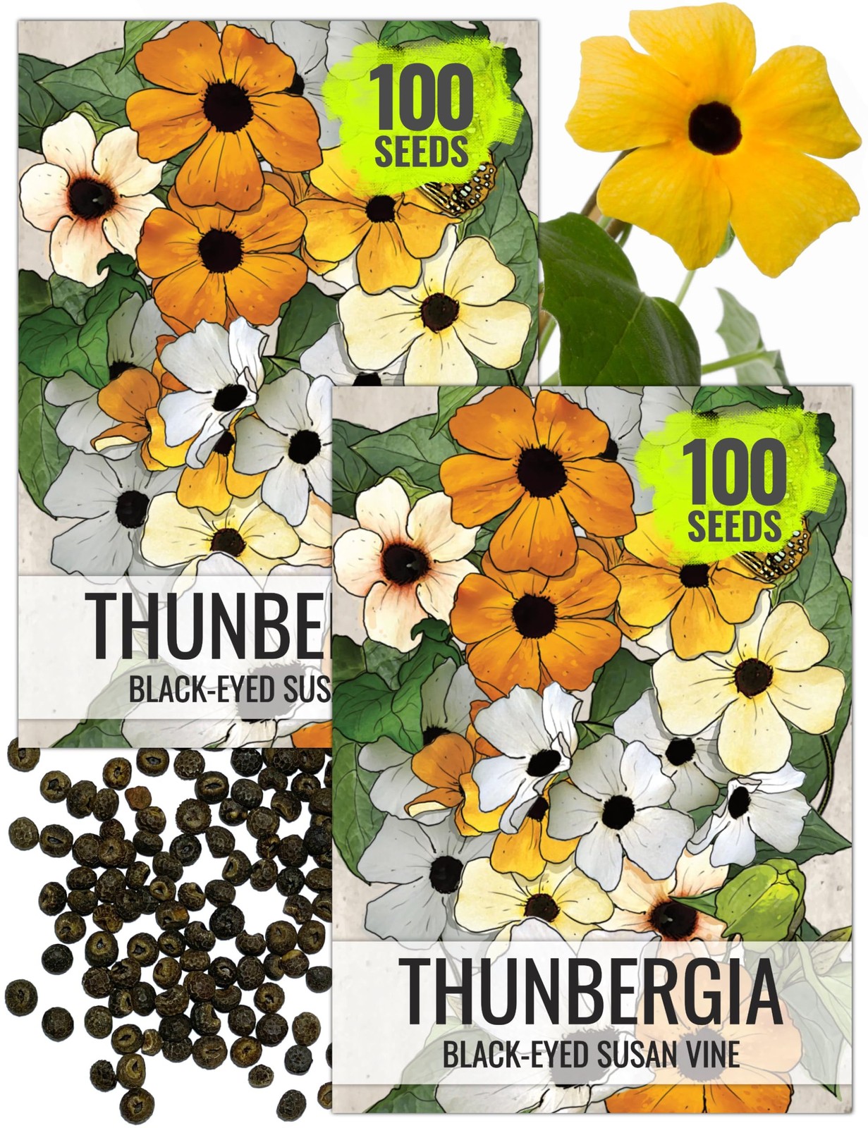 Seed Needs Black-Eyed Susan Vine Seeds for Planting Thunbergia 2 Packs, Mixed