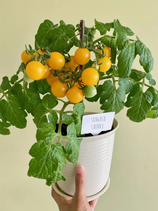 Patio Choice F1 Yellow Tomato (Dwarf) Seeds – For 2026 Planting AAS Winner