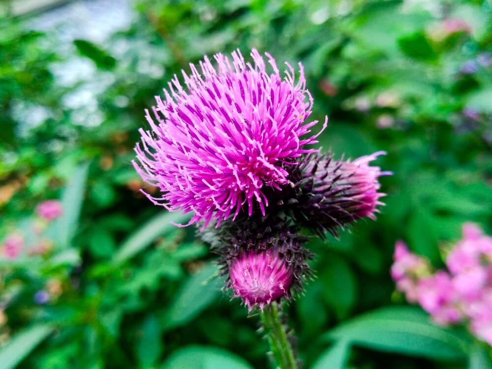 100+ Greater Burdock Root Seeds to Plant – Arctium lappa