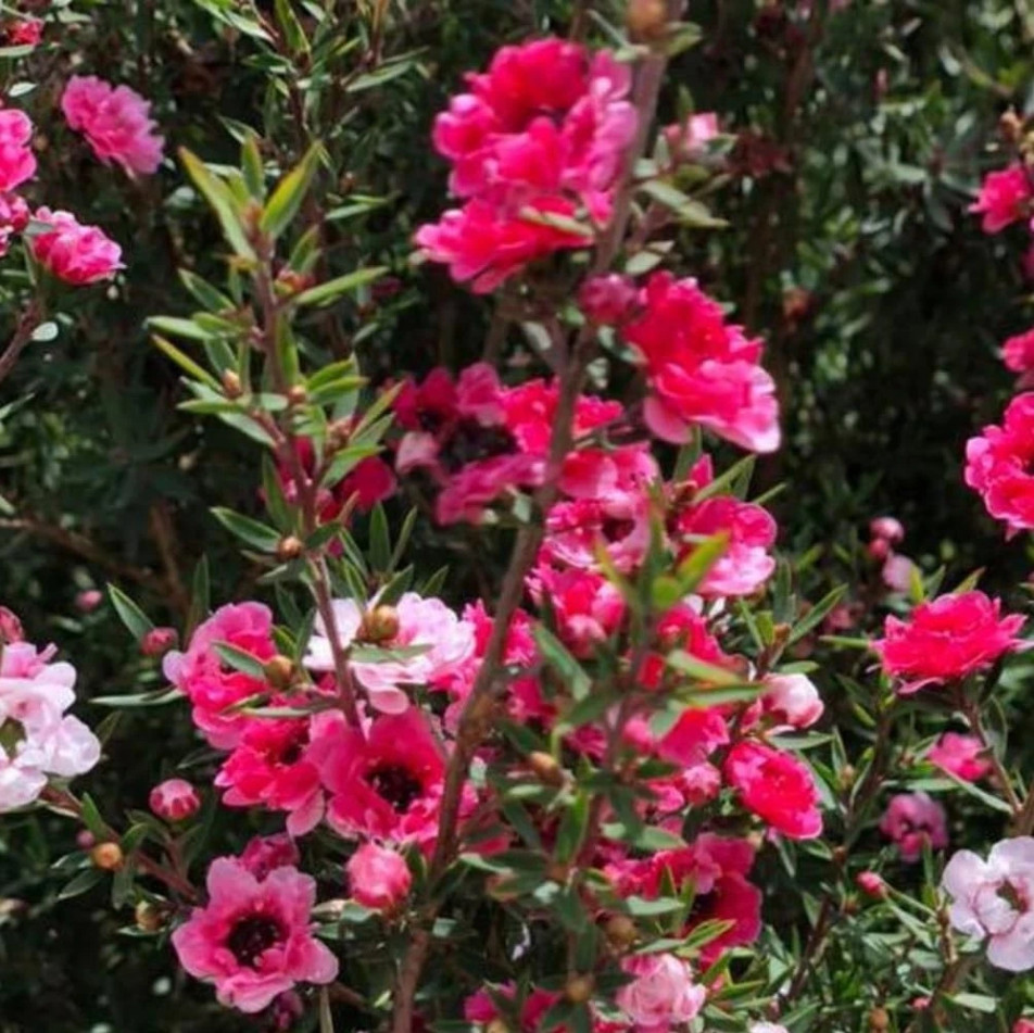 New Zealand Tea Manuka Live Starter Plant Manuka Tea Tree, 4-6″Tall, Ship No Pot