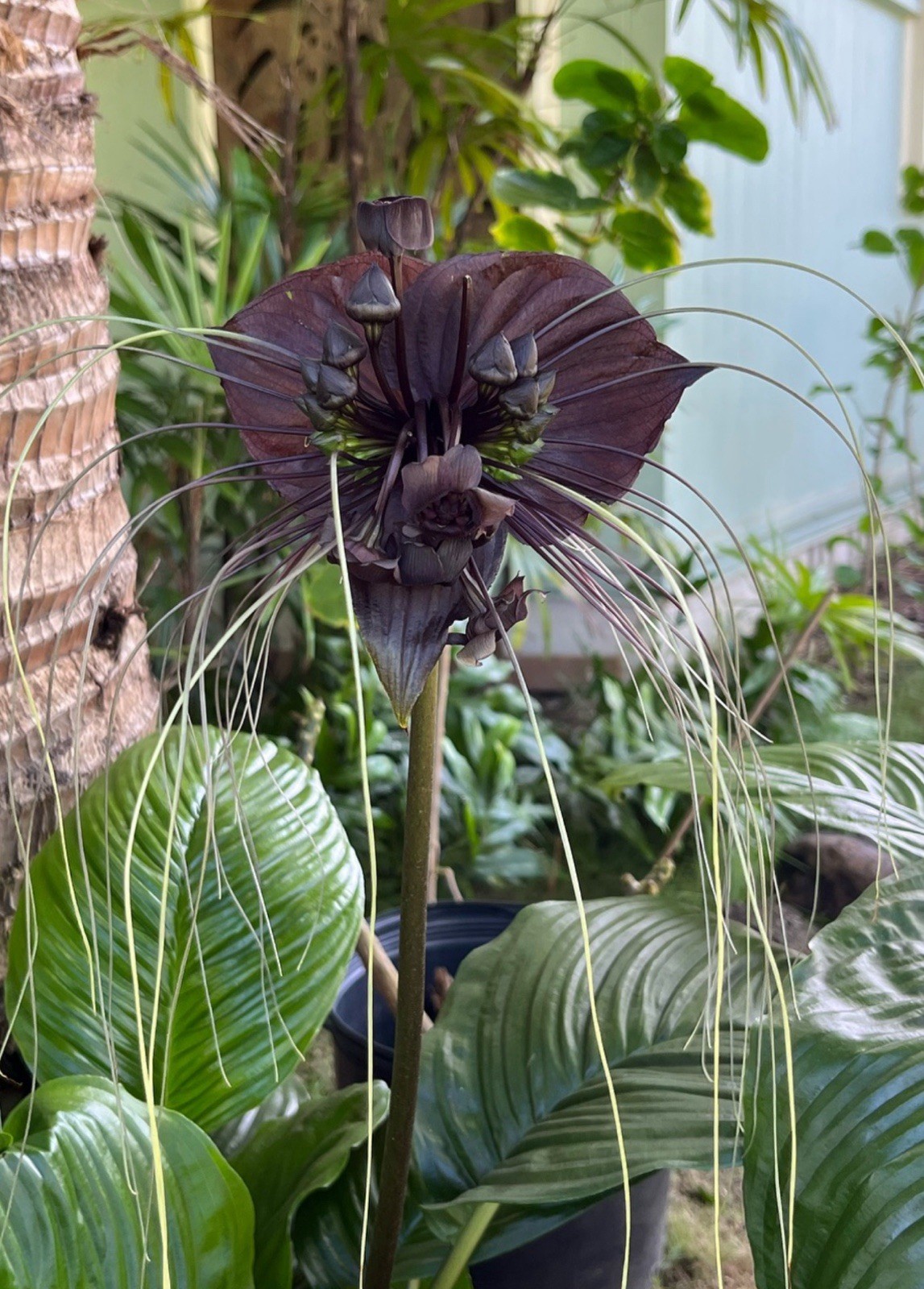 Black Bat Flower-Tacca chantrieri-aka Black Lily-SMALL ROOTED STARTER Plant