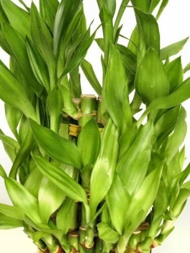 3 Tier 4″ 6″ 8″ Lucky Bamboo for Feng Shui ( About 38 Stalks) Home Growth U S A
