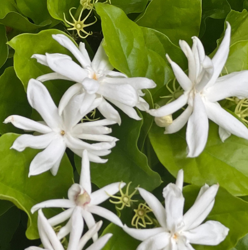 Belle of India Jasmine Live Plant 4 to 8 Inc Tall-White Jasmine Plant