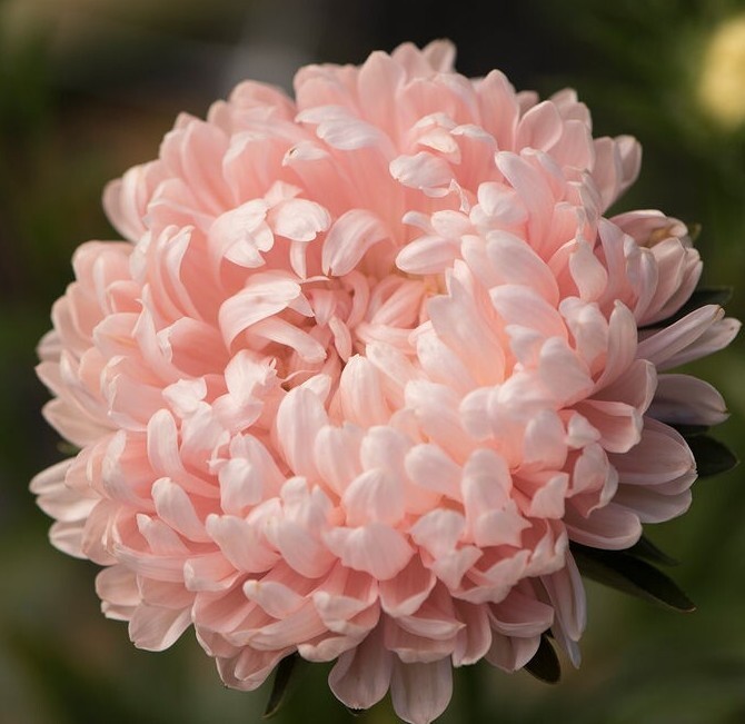 25 Aster Tower Chamois seeds