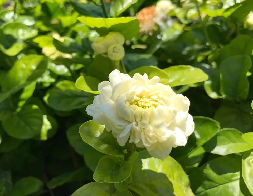 4″ Pot~Grand Duke of Tuscany Jasmine~Jasminum Sambac~Extremely Fragrant!