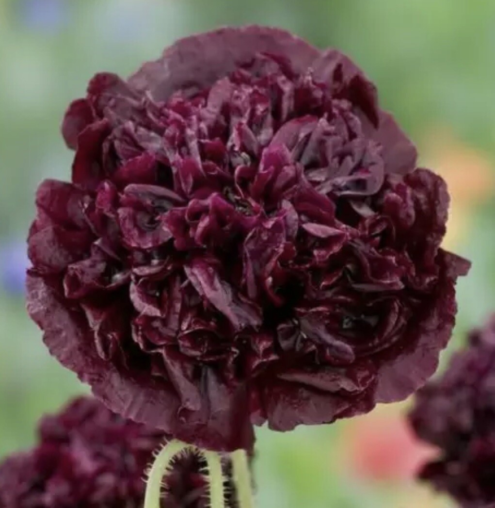 PEONY DOUBLE PURPLE/BLACK FLOWER SEEDS NONGMO FRESH HARVEST