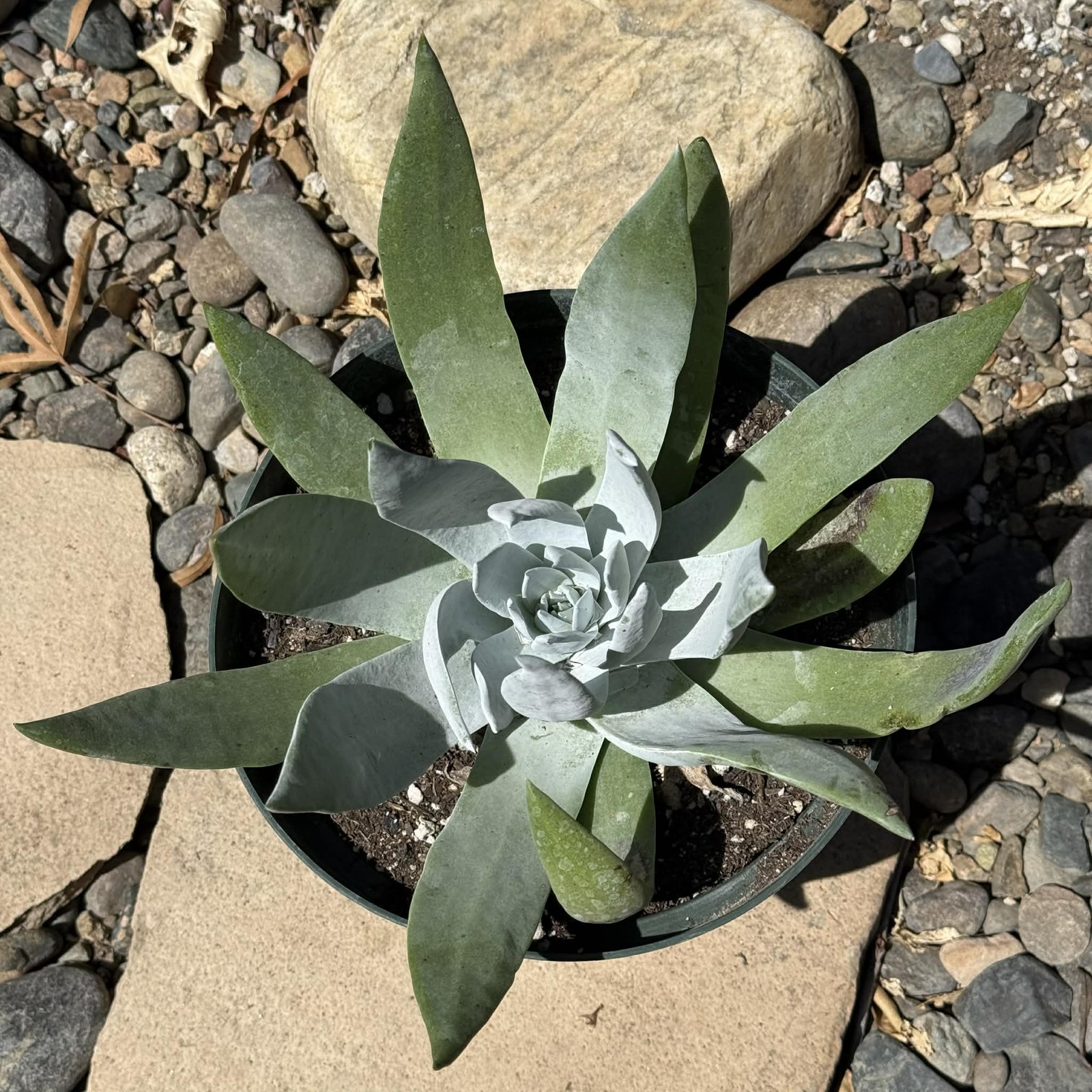 Dudleya brittonii ‘Giant Chalk’