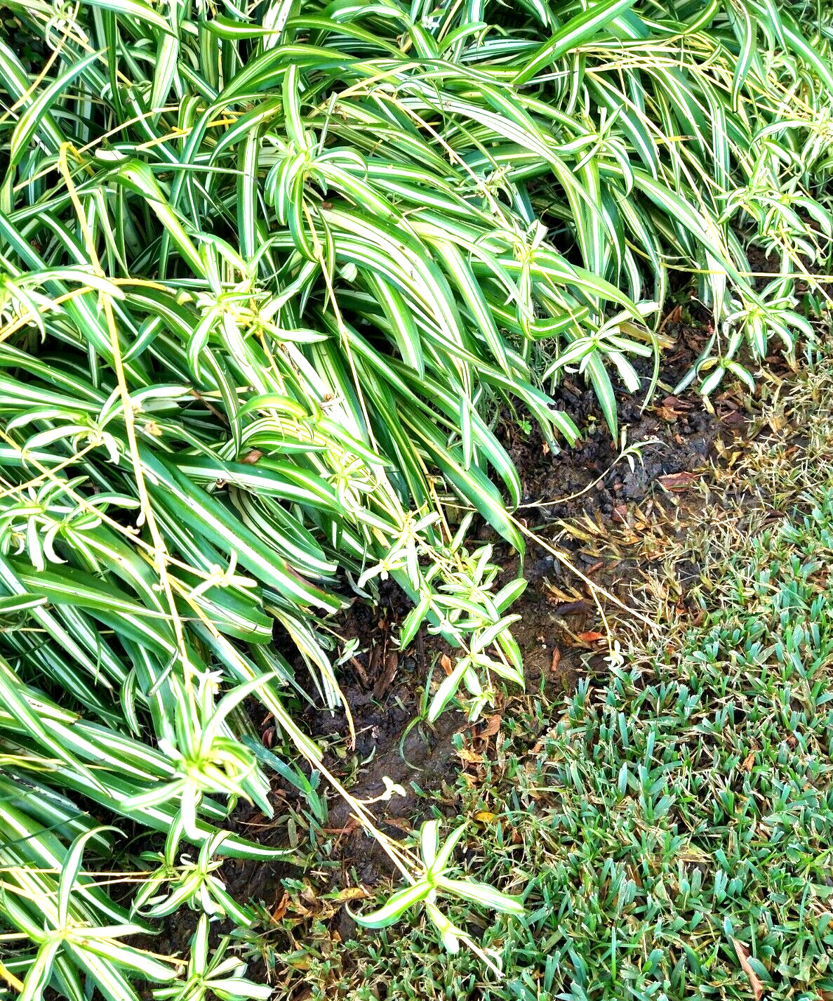 Lot 15 SPIDER PLANT cuttings young roots * Chlorophytum Comosum